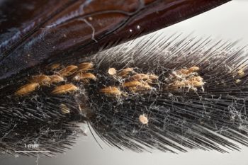 Media type: image;   Entomology 810642 Aspect: Leg hind